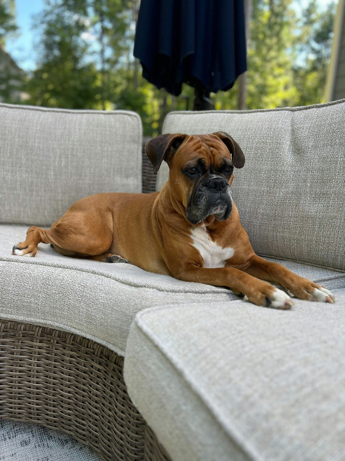 🐾 Top 5 des Chiens Parfaits pour les Débutants : Adopte sans te tromper !