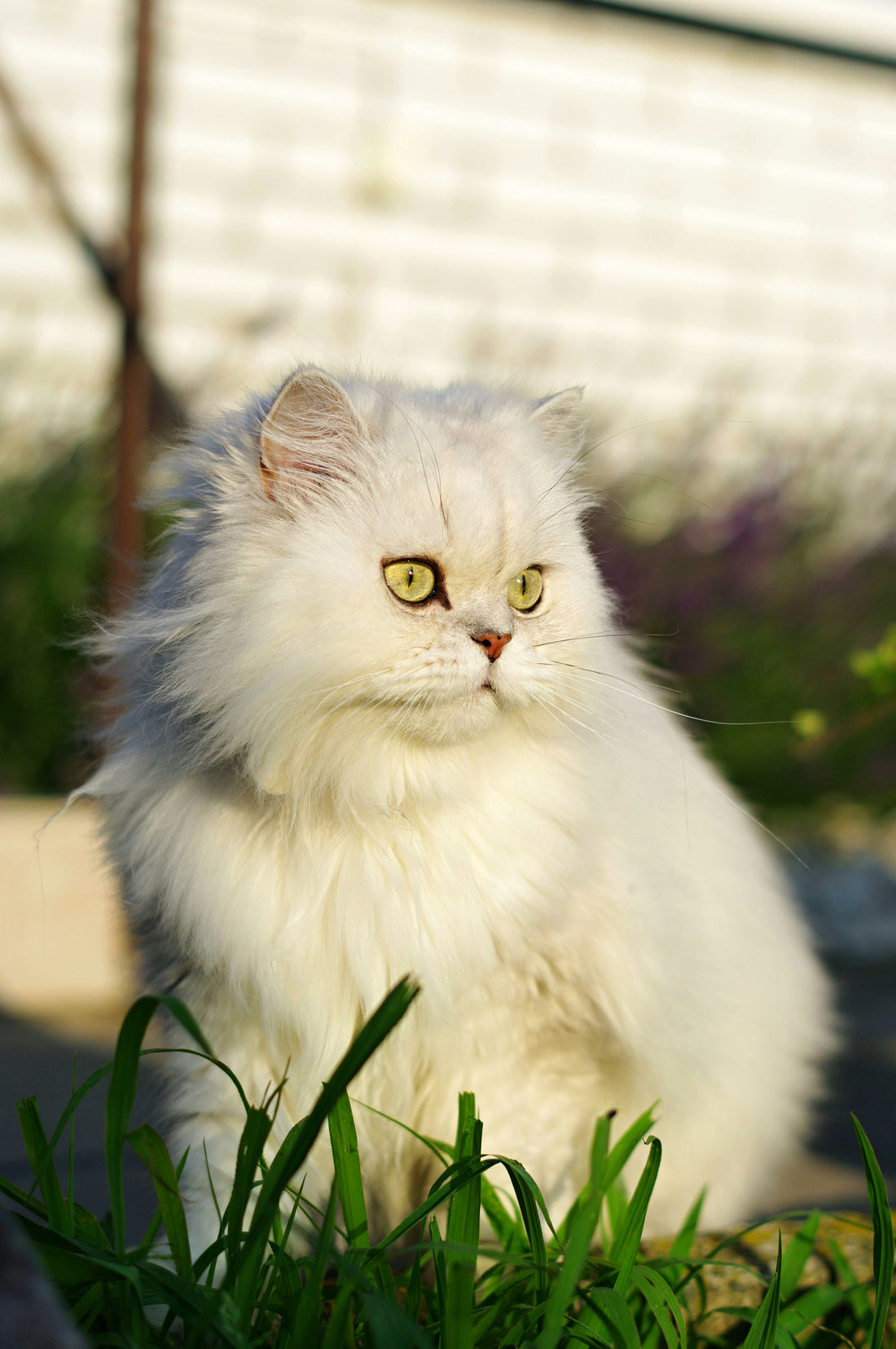 🐱 Top des races de chats les plus populaires