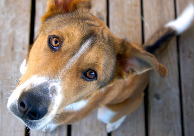 Pourquoi avoir un animal de compagnie rend la vie meilleure ?