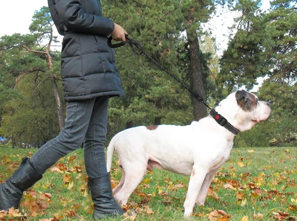 Laisse Élastique Mains Libres pour Chien – Réfléchissante & Confortable (Jogging & Running)