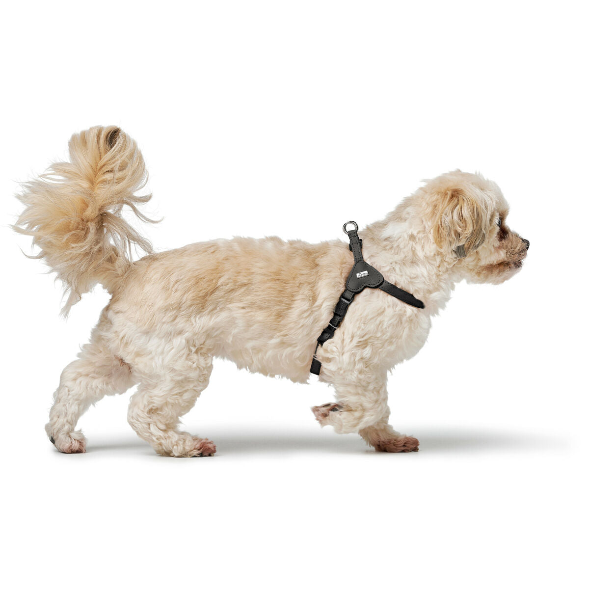 Dog Harness Hunter SOHO MINI Black-3