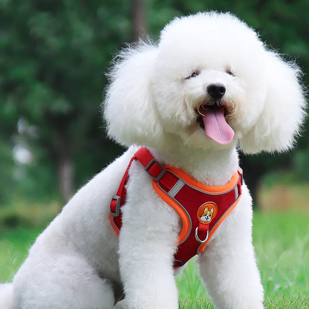 Harnais et Laisse Réglables pour Petit Chien & Chiot – Antitraction, Réfléchissant & Confortable