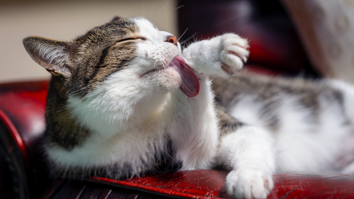 🐱 Collection Chats – "Univers Féli-Fin pour Chats Heureux