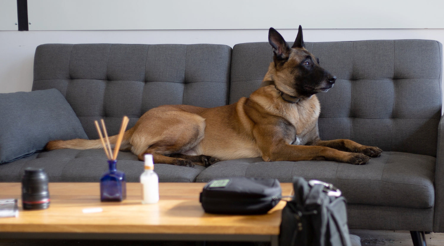 🐶 Collection Chiens – "Accessoires et Bien-être pour Chiens